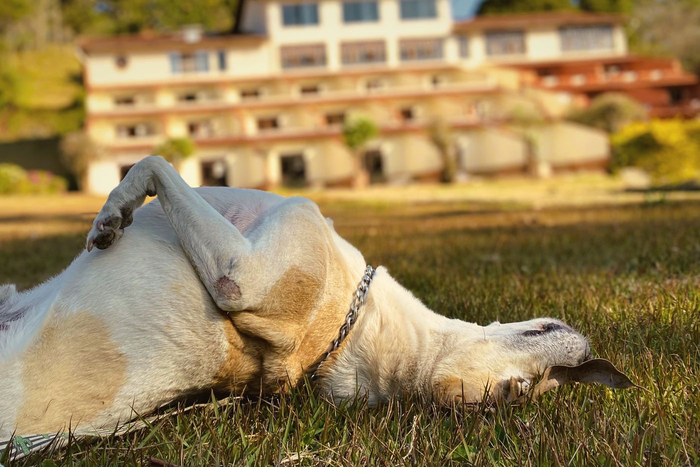 O cachorro da casa dormindo de barriga para cima no gramado, com o Spa ao fundo